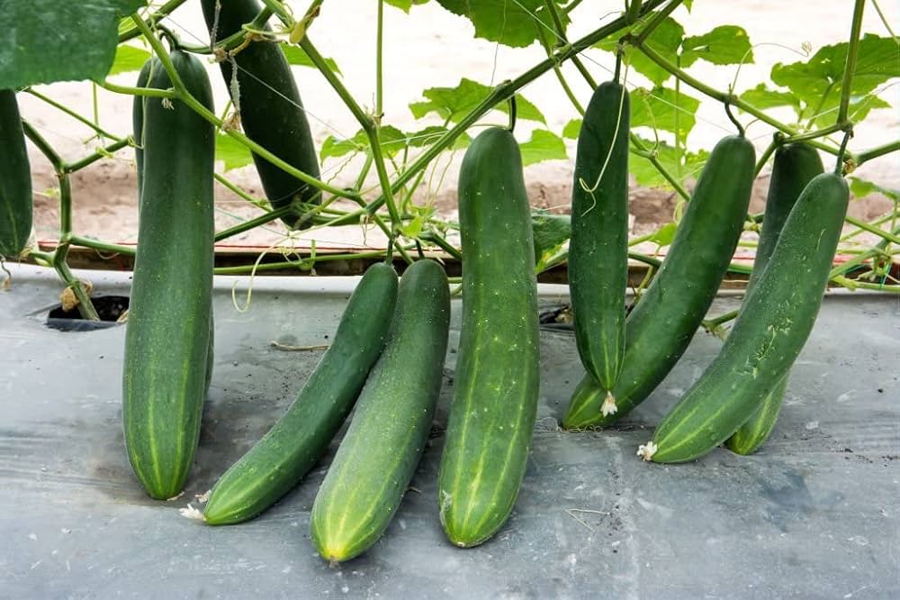 Holland Baby Cucumber Cucumis sativus for planting in vegetable patch