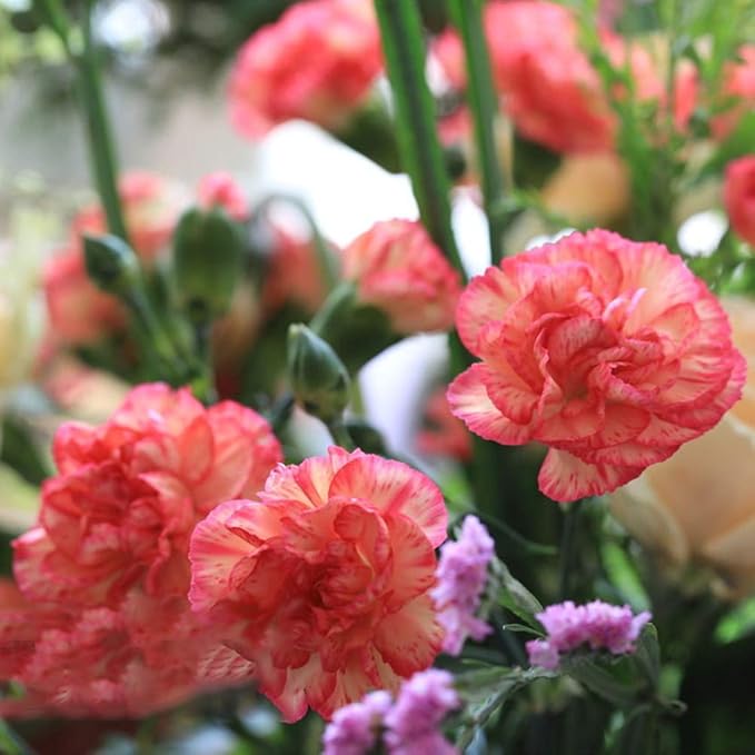 Multi-Color Carnation Seeds for Perennial Garden Blooms
