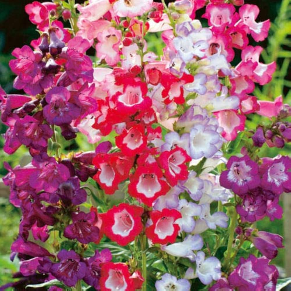 Penstemon Beard Tongue mixed color flower seeds