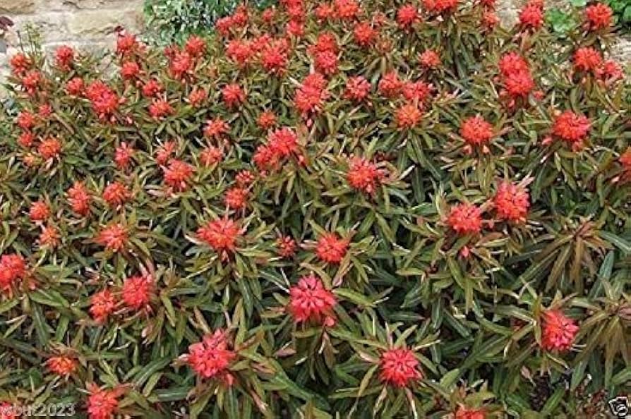 Red Euphorbia Griffithii Flower seeds for Planting - Shade Tolerant, Heirloom & GMO Free Seeds for Home Garden
 
 Sale seeds for home garden