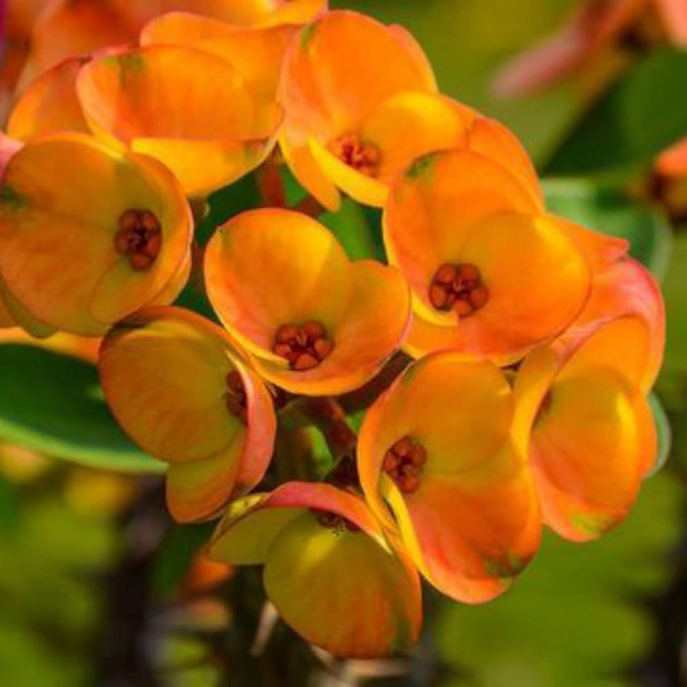 Gibraltar Orchid Orchids Gibraltar for planting in container garden