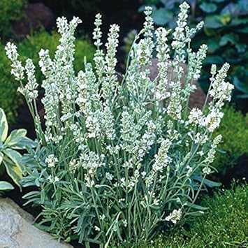 White Ellagance Snow Flower seeds for Planting - Fragrant Blossoms, Heirloom & GMO Free Seeds for Home Garden
 
 Sale seeds for home garden