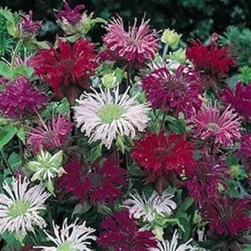 Mixed Monarda Didyma Flower seeds for Planting - Wildflower Mix, Heirloom & GMO Free Seeds for Home Garden
 
 Sale seeds for home garden