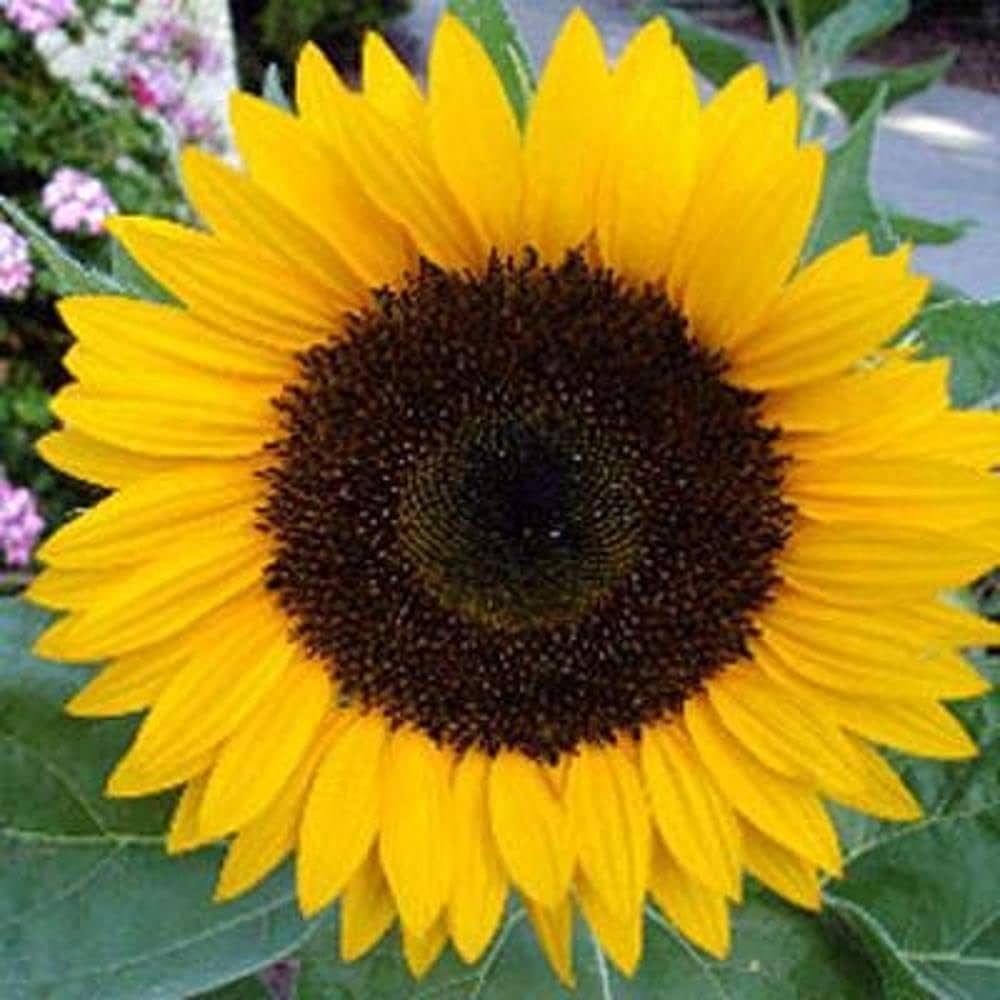 Little Becka Sunflower Helianthus annuus for planting in flower bed