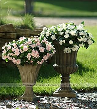 White Periwinkle Flower seeds for Planting - Perfect for Borders, Heirloom & GMO Free Seeds for Home Garden
 
 Sale for planting in home garden.