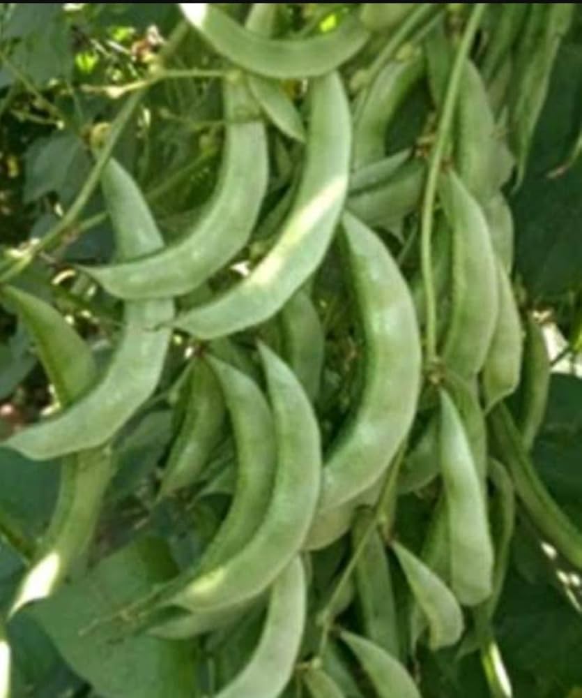 Hyacinth Bean Lablab purpureus for planting in vegetable patch