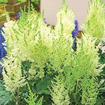 Light Green EveningScented Flower Seeds for Planting Seasonal Bloomer Heirloom & GMO Free Seeds for Home Garden
 
 Sale for planting in home garden