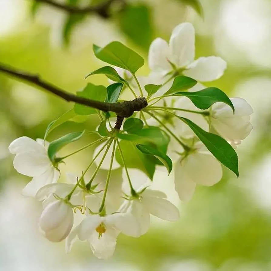 Begonia Semi di Fiore Misti Flower Seeds for garden planting
