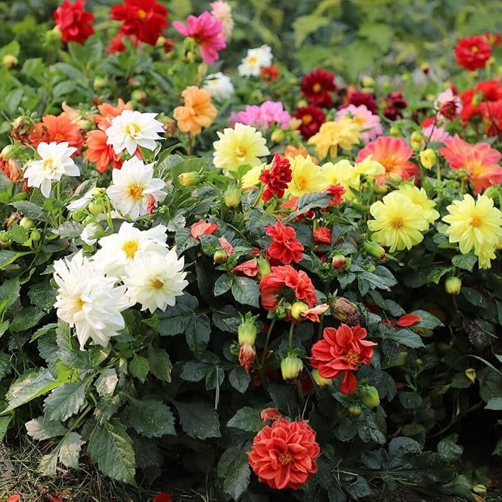 Figaro Dahlia mix seeds for colorful pots and garden beds