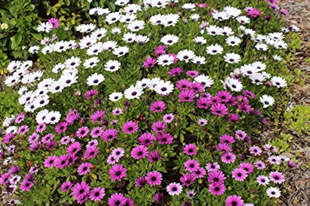 Osteospermum mixed African daisy flower seeds