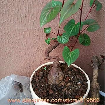 Green Tuber Fleece Flower seeds for Planting - Wildflower Mix, Heirloom & GMO Free Seeds for Home Garden
 
 Sale for planting in home garden