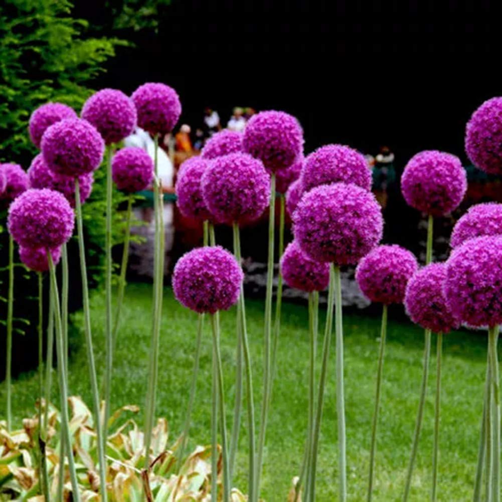Giant Onion Allium Giganteum Seeds