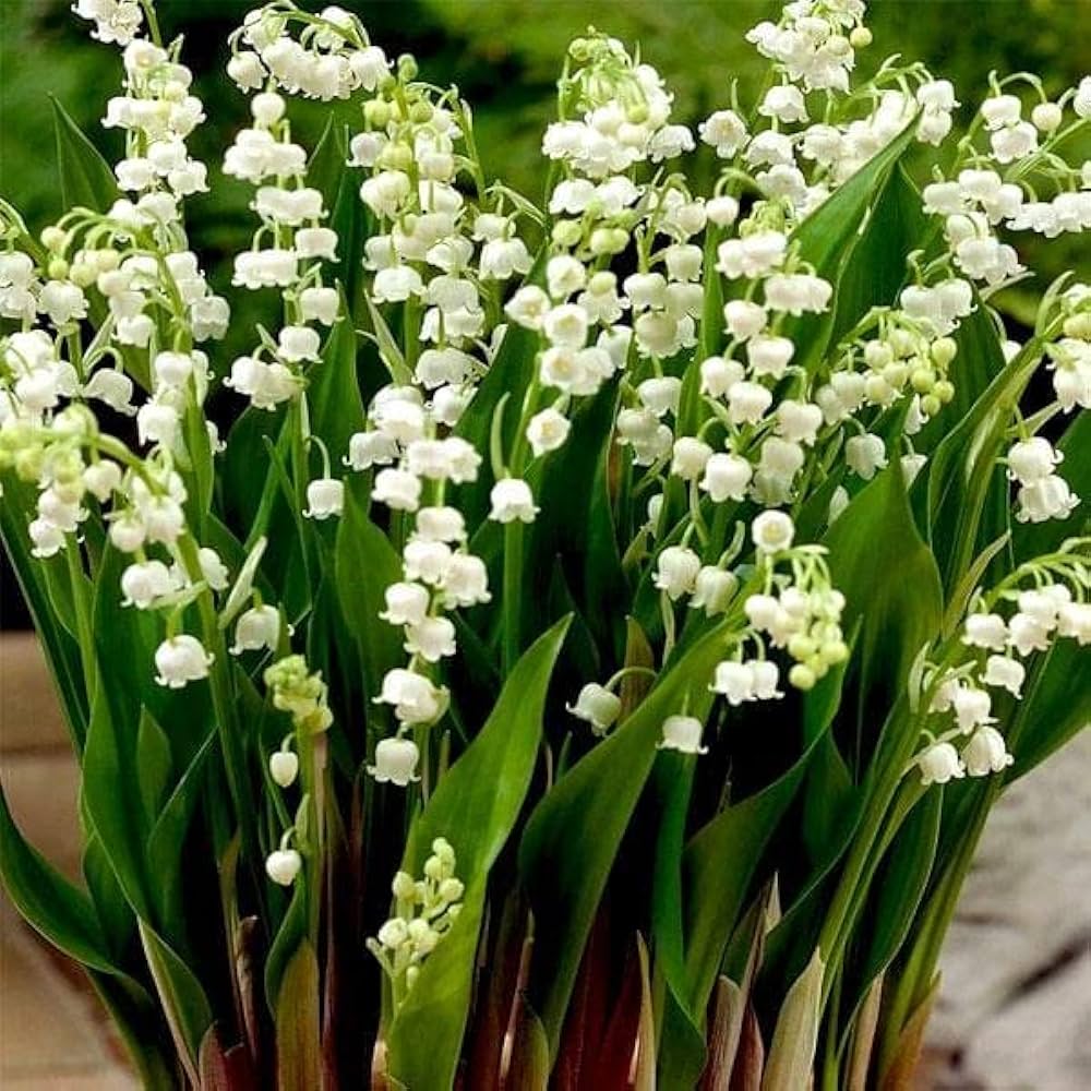 Lily of the Valley Convallaria majalis seeds for planting in shade garden