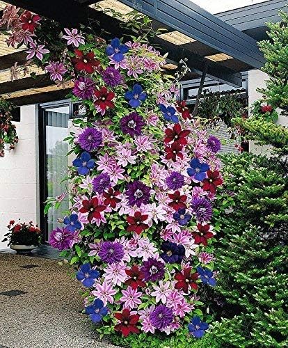 Clematis Mixed Colors Wonderful Large Blooms Perennial Vine Seeds Best Selling