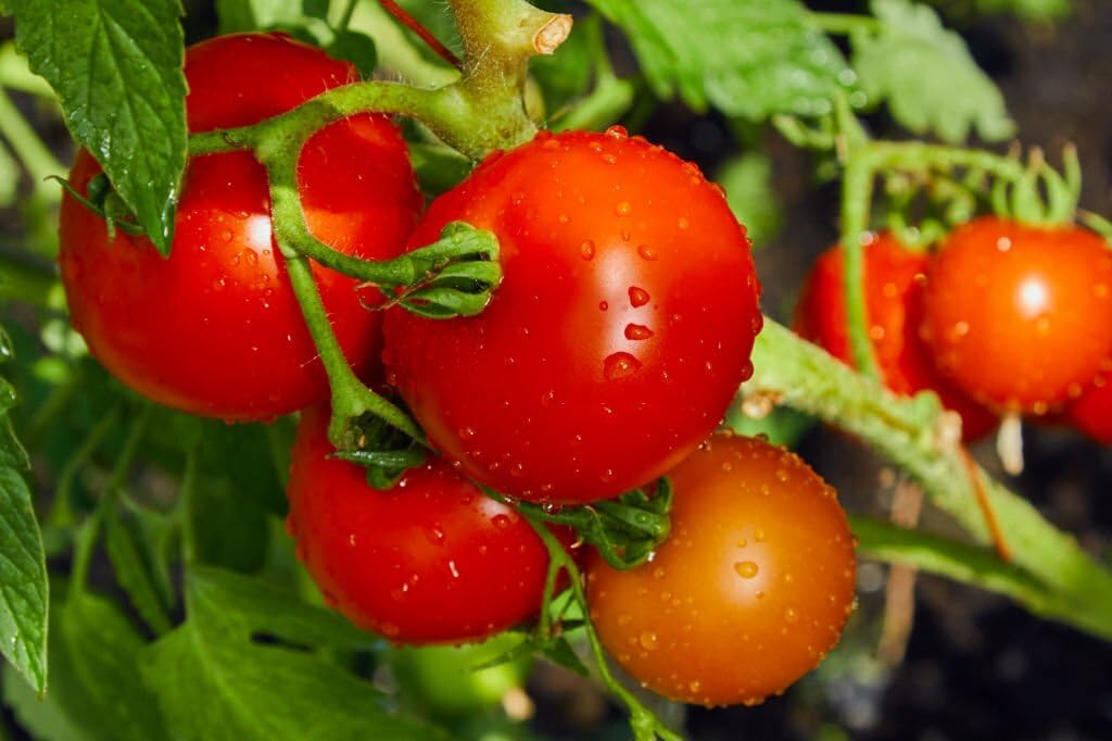Tomato Solanum Lycopersicum Seeds for planting in container garden