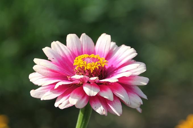 Carrousel Mix Zinnia seeds for vibrant blooms