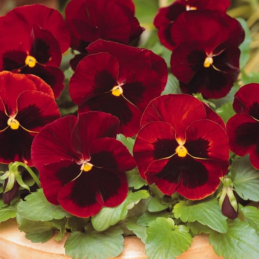 Miniola Aqua-Herz Bi-Color Viola Flower Seeds for colorful garden blooms