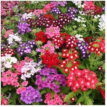 Yellow Verbena Didyma Flower seeds for Planting - Compact Growth, Heirloom & GMO Free Seeds for Home Garden
 
 Sale seeds for home garden