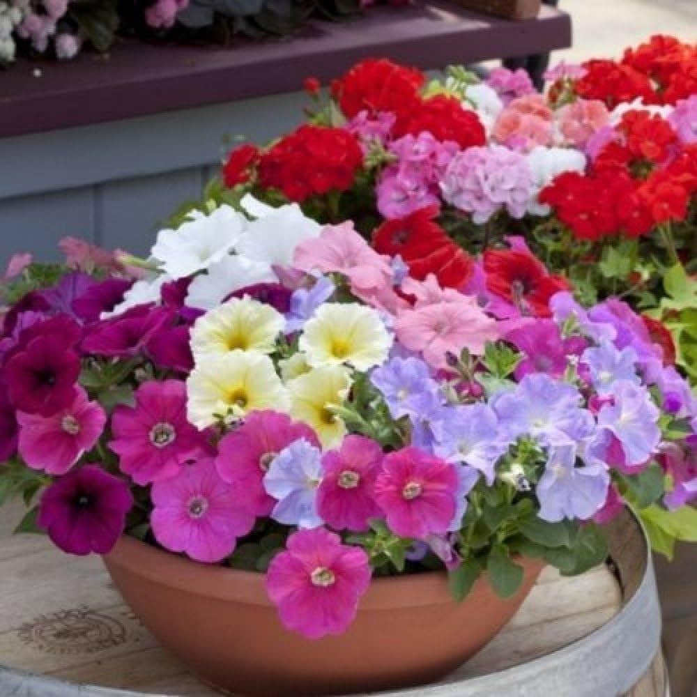 Prism Dewberry Sundae Petunia flower seeds for garden blooms