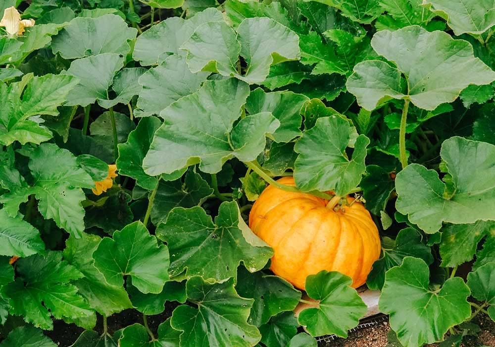 Yellow Pumpkin Vegetable Seeds For Easy Planting Seeds