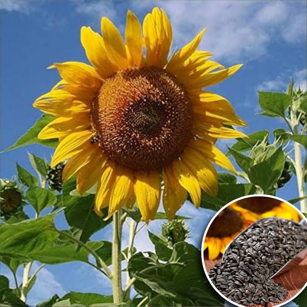 Terracotta Sunflower Helianthus annuus for planting in flower bed