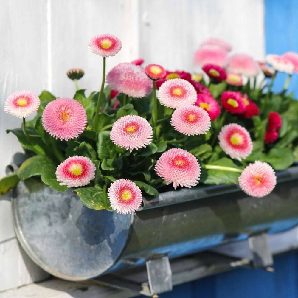 Red White Leucanthemum Shasta Flower Seeds