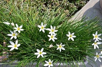 Zephyranthes Candida Flower seeds for Planting - Shade Tolerant, Heirloom & GMO Free Seeds for Home Garden
 
 Sale seeds for home garden