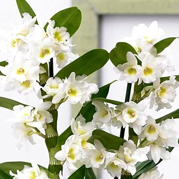 White Dendrobium Flower seeds for Planting - Easy to Grow, Heirloom & GMO Free Seeds for Home Garden
 
 Sale seeds for home garden