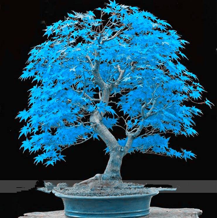 Blaue Ahornbaum Seeds for Planting  Premium Quality Tree Seeds