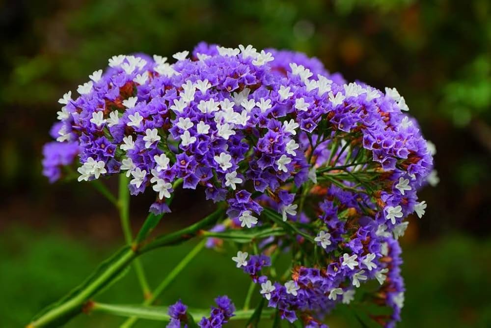 Purple Attraction Statice Limonium sinuatum Seeds for planting in flower bed