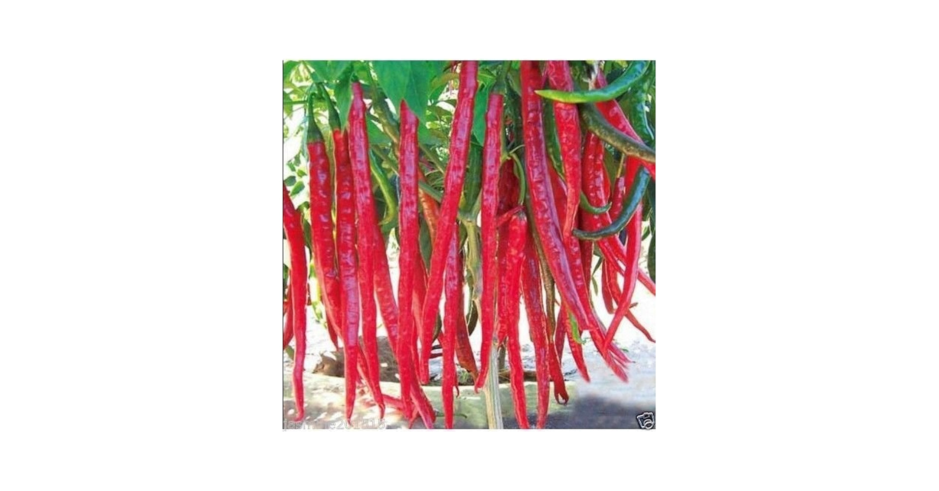 Giant Red Hot Chili Pepper seeds for bold flavors