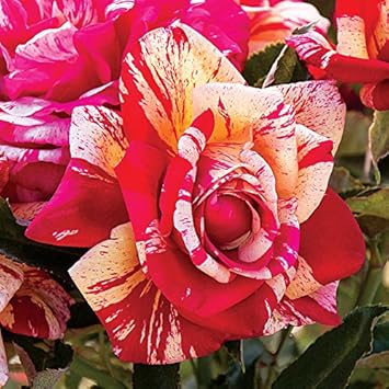 Cream Red Spirit Rose Flower seeds for Planting - Cottage Garden Essential, Heirloom & GMO Free Seeds for Home Garden
 
 Sale seeds for planting in home garden