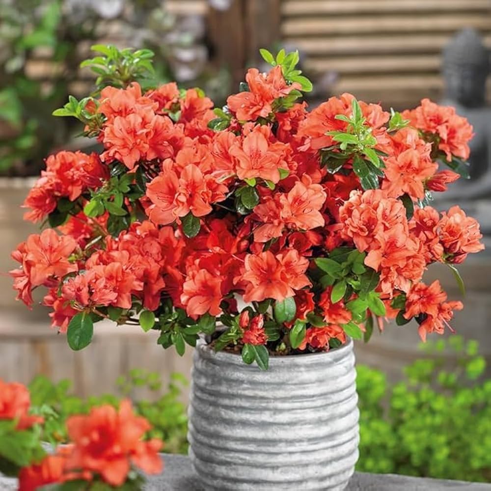 Orange Azalea Flower Seeds For Vibrant Planting