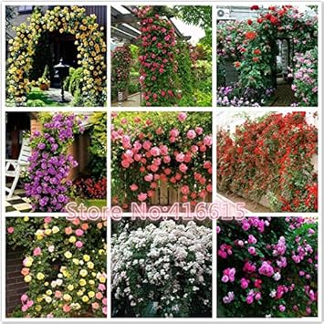 Mixed Liana Flower seeds for Planting - Colorful Display, Heirloom & GMO Free Seeds for Home Garden
 
 Sale for planting in home garden.