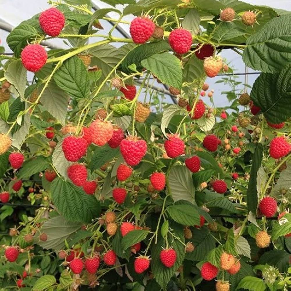 Raspberry Plant Seeds Rubus idaeus for planting in home garden