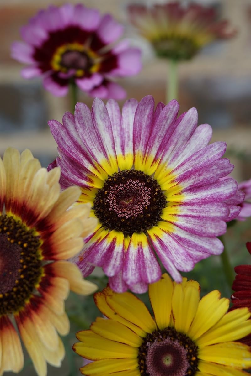 Purple Chrysanthemum Carinatum Flower seeds for Planting - Low Maintenance, Heirloom & GMO Free Seeds for Home Garden
 
 Sale seeds for home garden