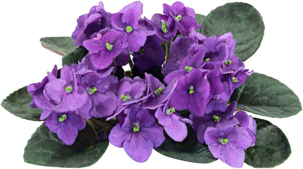 African Violet Saintpaulia flower seeds for planting