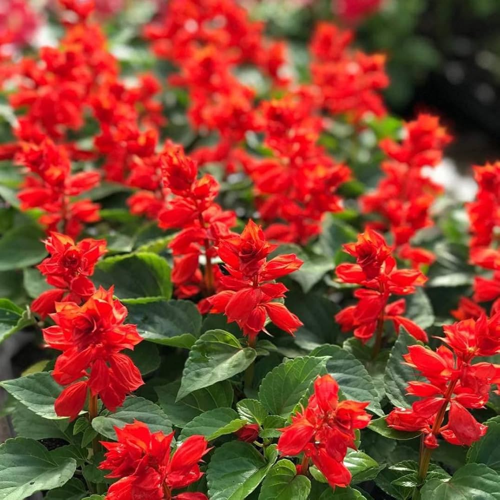 Salvia Sizzler Burgundy Perennial Flower Seeds