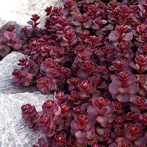 Red (Red Perennial) seeds for planting in home garden