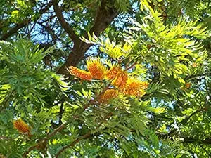 Burgundy Grevillea Robusta Seeds For Planting Flower