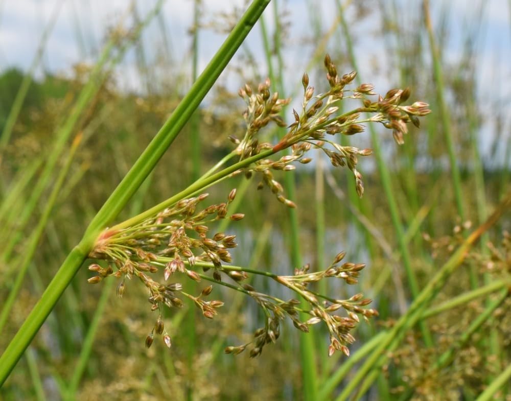 Rush Planting Seeds For Wetland | Perfect Aquatic Gardens And Natural Landscapes