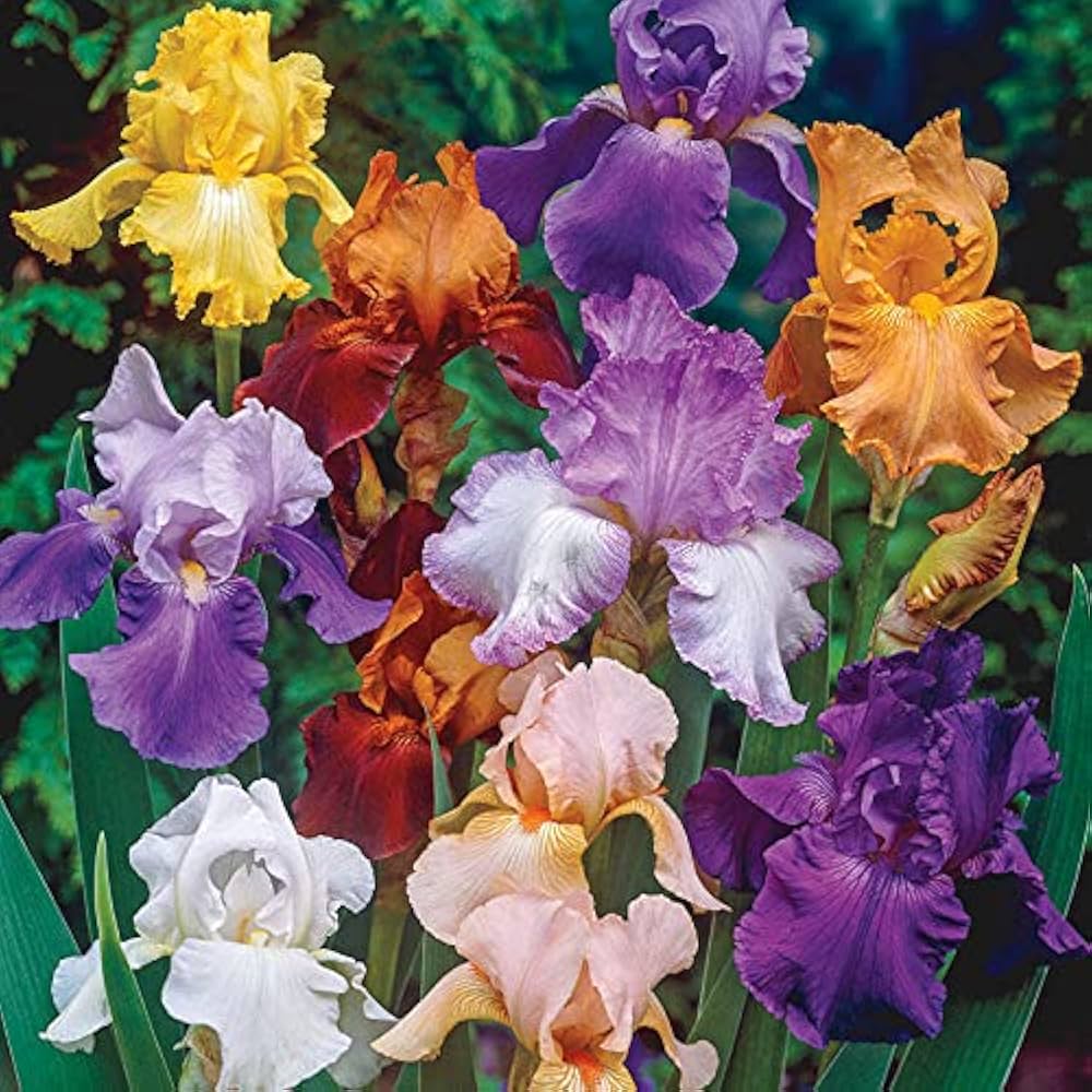 Mixed Iris Bearded Semi Iris Bonsai Seeds