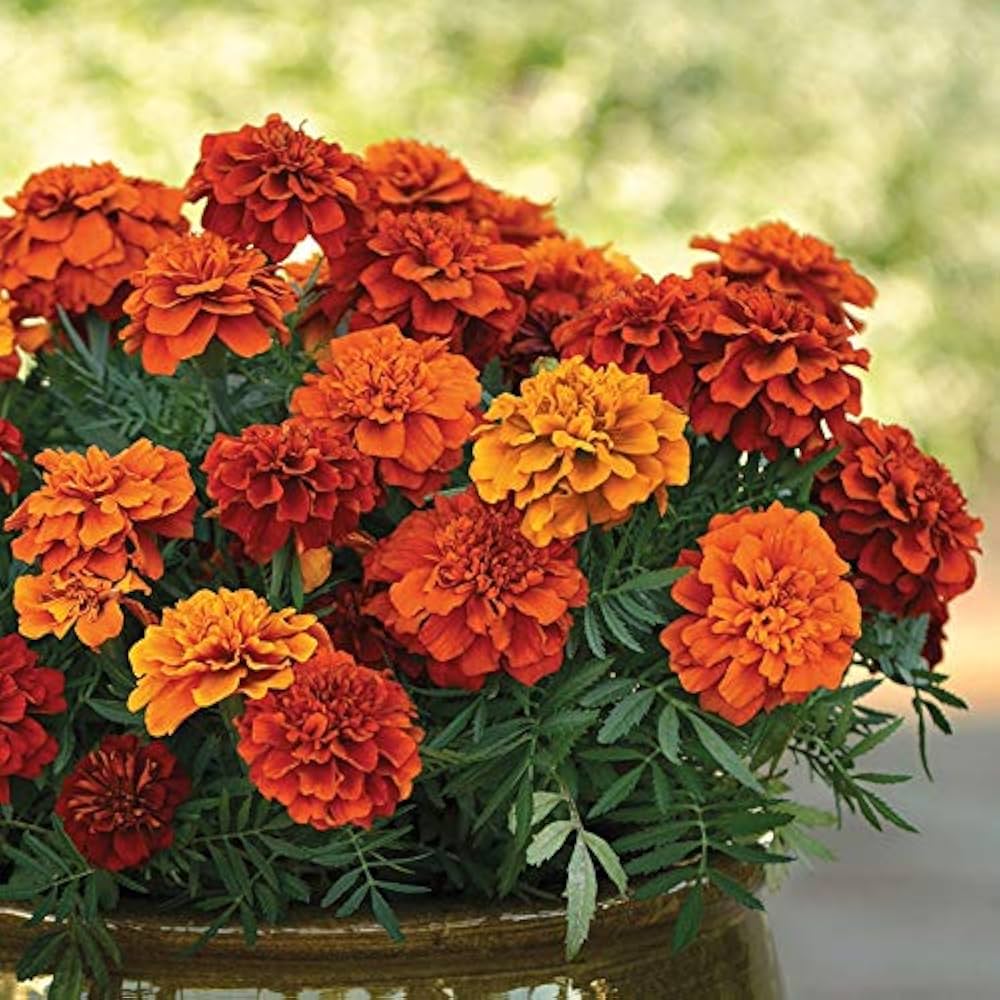 Marigold French Disco Mix for planting in flower bed