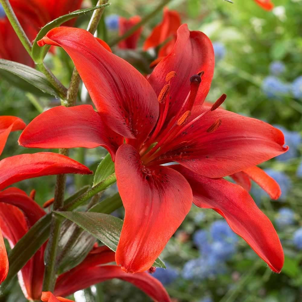 Red Lily Lilium pumilum for planting in balcony containers