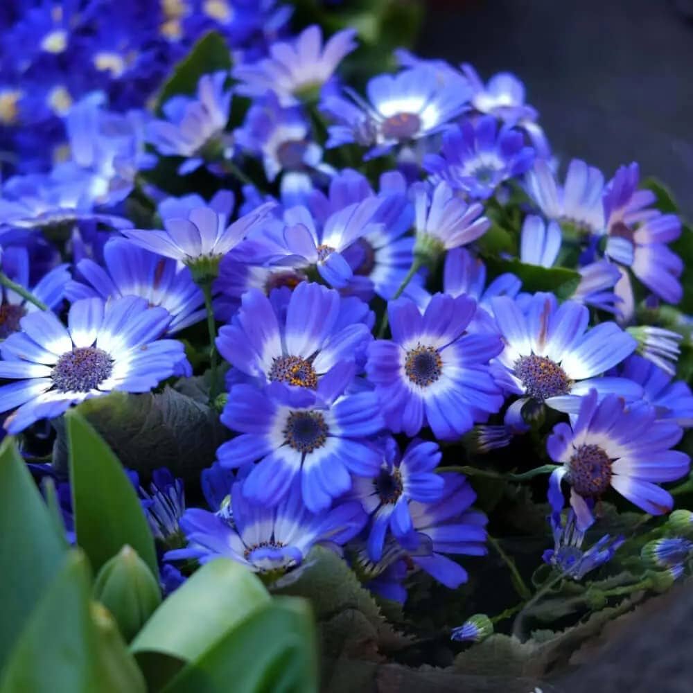 Blue Daisy Cineraria for planting in flower bed