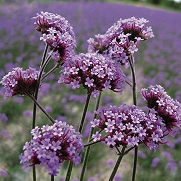 Purple Verbena Bonariensis Seeds For Planting - Vibrant Perennial Flowers