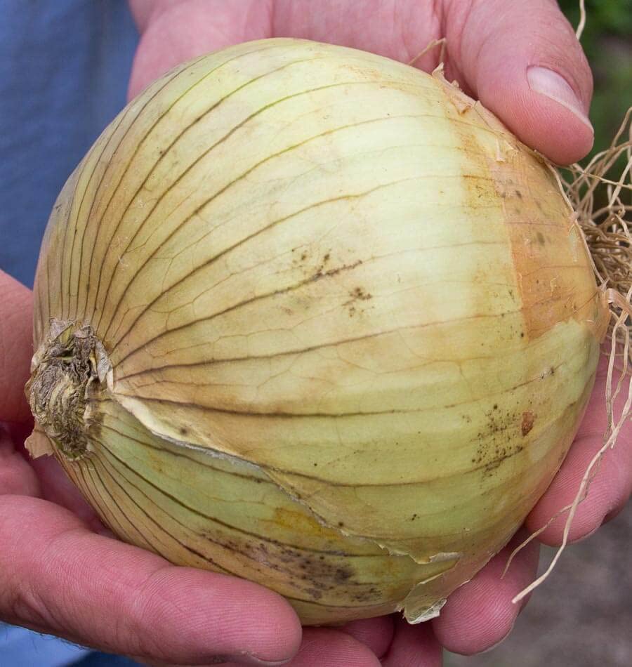 Ailsa Craig Onion Allium cepa seeds for planting in vegetable patch
