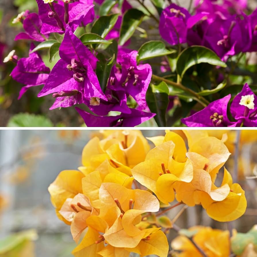 Bougainvillea Flower Seeds For Planting Dark Yellow And Violet