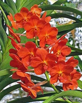 Deep Blue Hibiscus Flower Seeds for Planting Premium Quality Heirloom & GMO Free Seeds for Home Garden
 
 Sale for planting in home garden