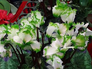 Light Green Cyclamen Flower seeds for Planting - Seasonal Bloomer, Heirloom & GMO Free Seeds for Home Garden
 
 Sale seeds for home garden
